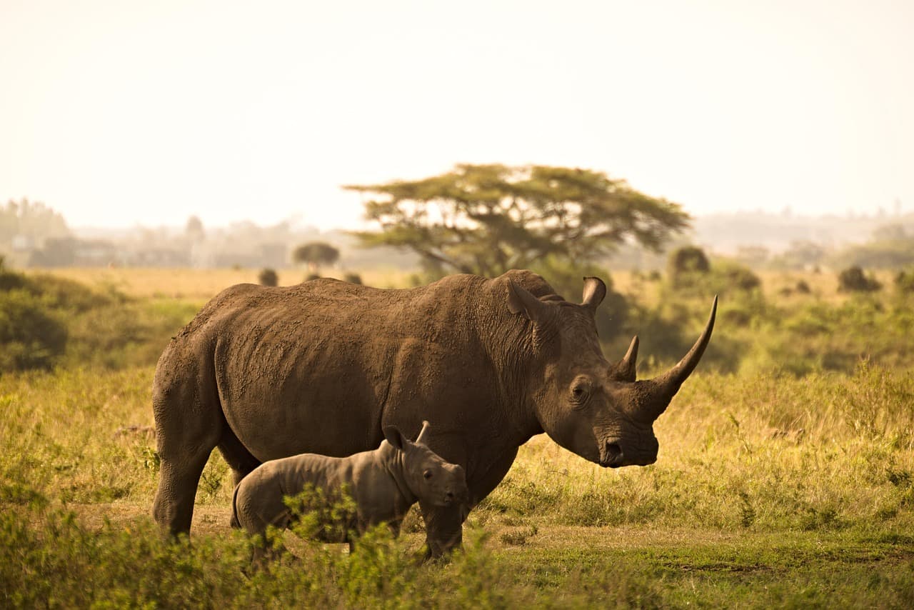 Vacanță la Nairobi, Kenya